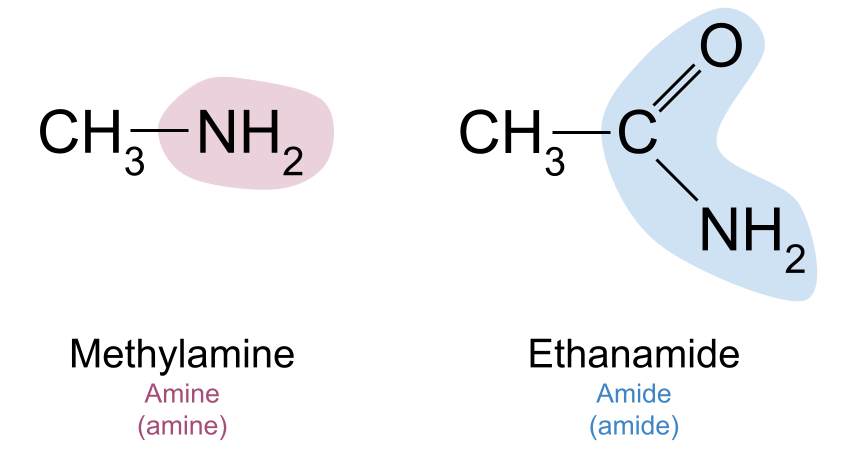 Functional Groups amine amide example StudySmarter Originals