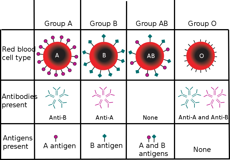 Heredity.Types of blood and antigen.StudySmarter