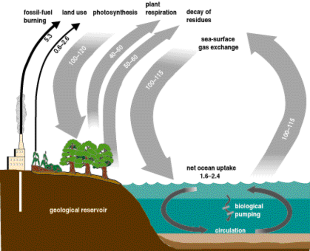 Carbon Diagram showing the Carbon cycle StudySmarter