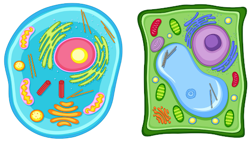 Biology Revision and Notes Cells StudySmarter